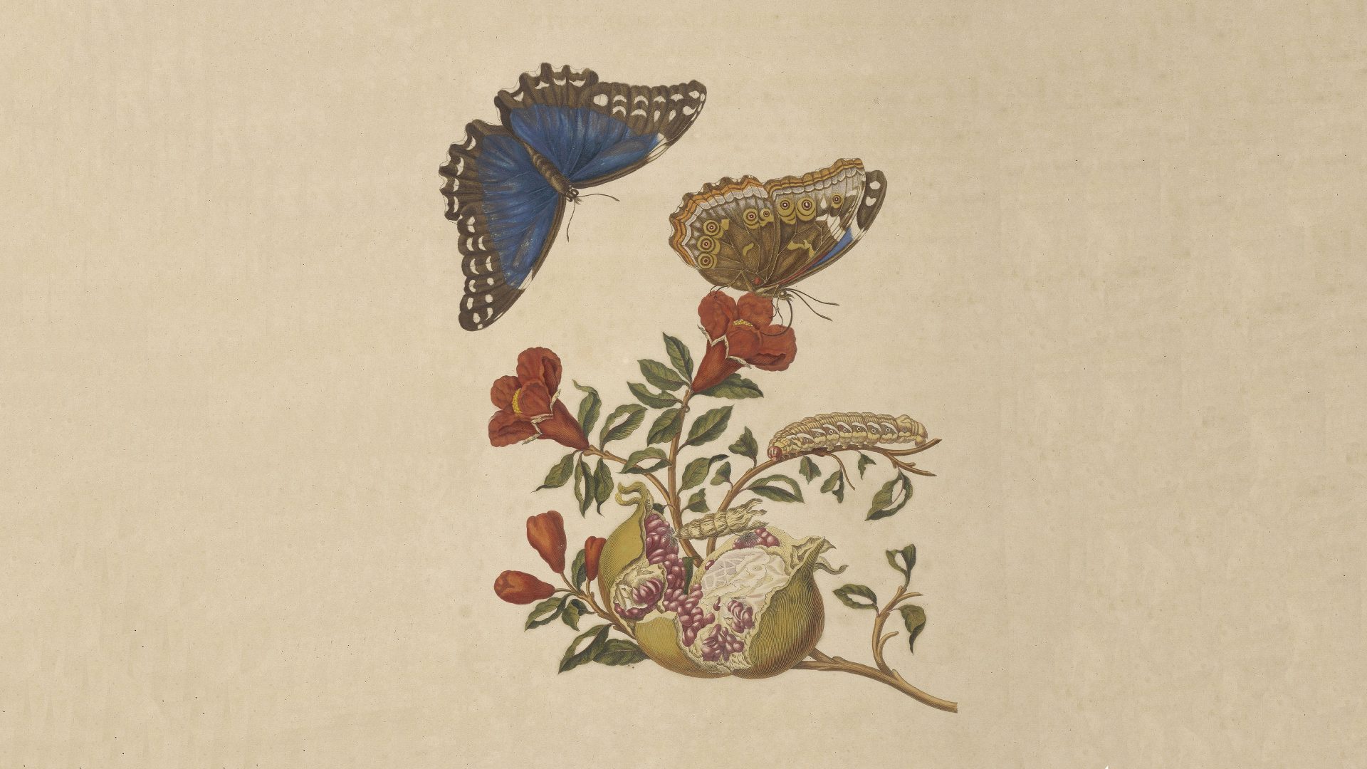 A fascinating story, metamorphosis: a glimps into butterflies' lifecycle