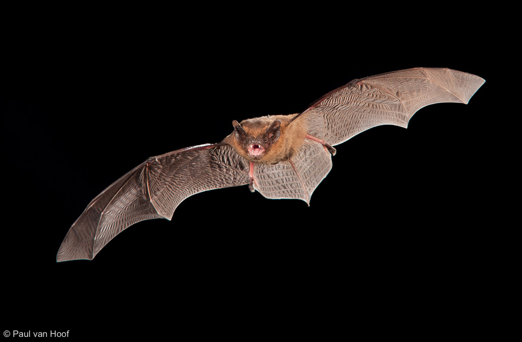 Is it a bird? Is it an airplane? No, it’s a bat!